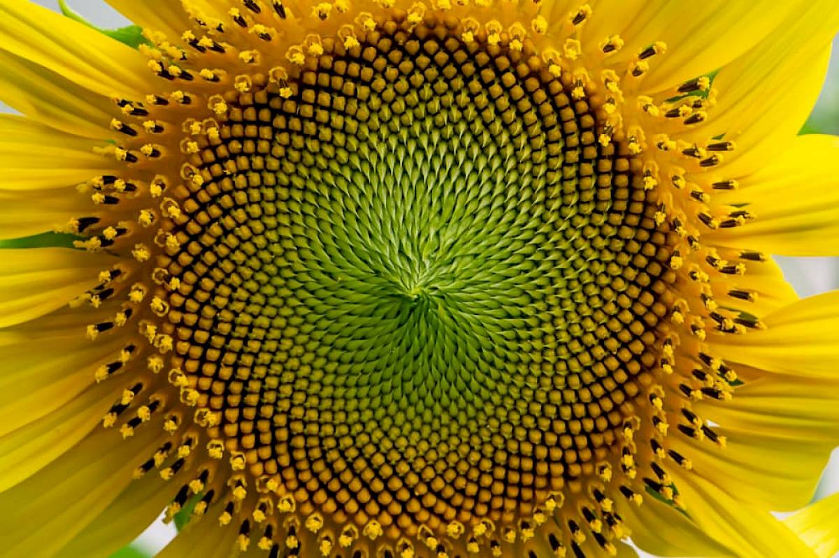 Digital Printing | HP Indigo | Inkjet